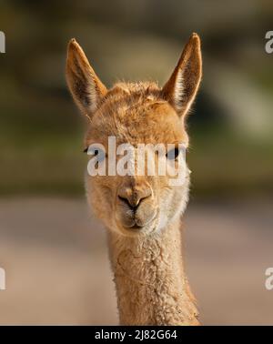 Vue rapprochée d'un vicuna (vicugna lama) Banque D'Images