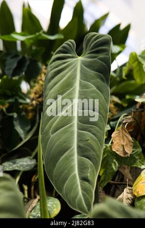 Plante de philodendron d'or noir, Philodendron melanochrysum Banque D'Images