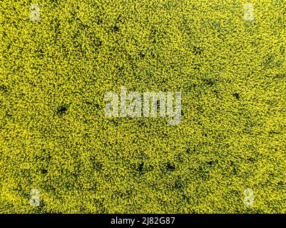 Vue aérienne d'un champ de colza comme arrière-plan Banque D'Images