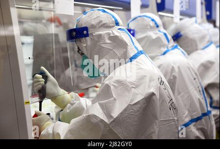 Pékin, Chine. 12th mai 2022. Les membres du personnel travaillent dans un laboratoire d'essais gonflables COVID-19 dans le district de Shunyi, à Beijing, capitale de la Chine, le 12 mai 2022. Un laboratoire d'essais gonflables COVID-19 a été récemment mis en service dans le district de Shunyi. Le laboratoire nouvellement installé, avec une capacité de test quotidienne de 100 000 tubes, couvre la demande de tests de diverses villes de Shunyi, ainsi que des régions dans d'autres districts comme Miyun et Tongzhou. Crédit: REN Chao/Xinhua/Alay Live News Banque D'Images