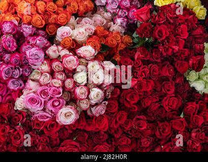 Roses multicolores Banque D'Images