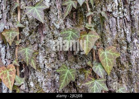 Racine d'Ivy sur le tronc de l'arbre. Hedera Helix ou ivy européenne grimpant sur l'écorce d'un arbre. Gros plan Banque D'Images