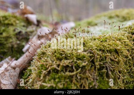 La souche est surcultivée avec de la mousse. Il y a des champignons qui poussent sur la belle souche. Gros plan d'un arbre taillé en mousse Banque D'Images