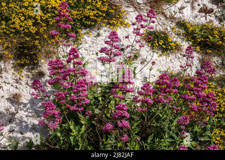 Des fleurs sauvages, dont la vetch Horseshoe et la valériane rouge, poussent à la base d'une falaise de craie Banque D'Images