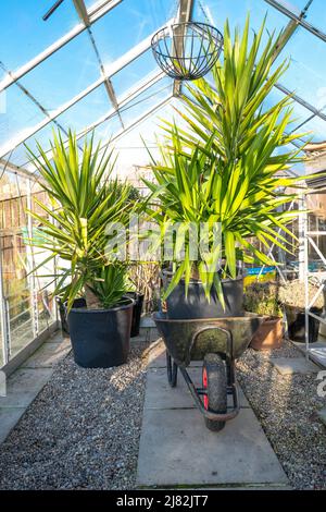 Les plantes Yucca hivernent en serre en Angleterre, prêtes à se déplacer à l'extérieur à la fin du printemps Banque D'Images