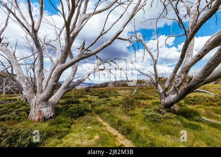 Wallace Hut près de Falls Creek en Australie Banque D'Images