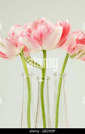 Trois doubles tulipes blanches et roses Finola dans des vases en verre Banque D'Images