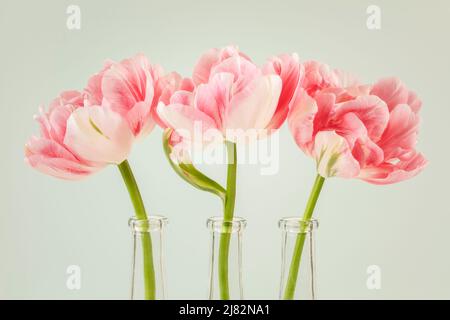 Trois doubles tulipes blanches et roses Finola dans des vases en verre à la suite Banque D'Images