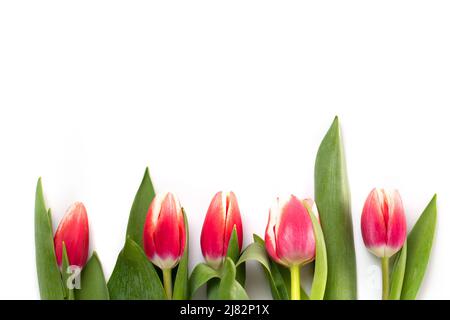 De magnifiques tulipes roses disposées en rangée sur un fond blanc Banque D'Images