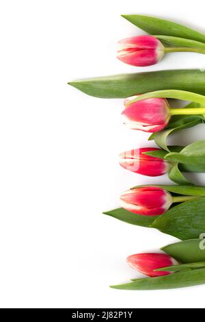 De magnifiques tulipes roses disposées en rangée sur un fond blanc Banque D'Images