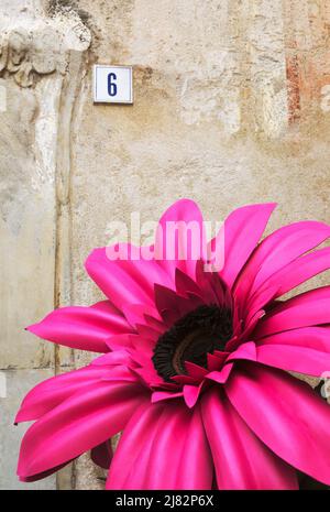 une grande fleur contre un mur de maison ancienne Banque D'Images