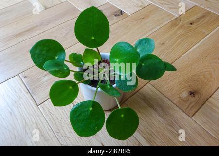 Regarder vers le bas sur une plante à argent chinoise, une usine de crêpes, ou Pilea peperomioides dans un pot blanc, à l'intérieur Banque D'Images