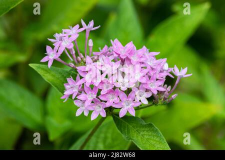 Starcluster égyptien (Pentas lanceolata); fleurs rose vif regroupées au-dessus de feuilles vertes fraîches. Banque D'Images