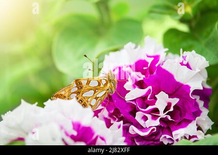 Papillon géant à rayures jaunes dans des pétunias roses et des feuilles vertes. Été, printemps, fleurs. Copier l'espace Banque D'Images