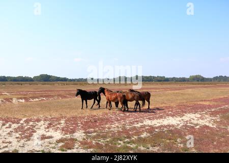 Course à pied de chevaux sauvages depuis le delta du Danube Banque D'Images