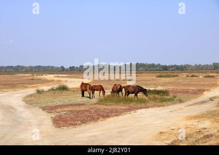 Course à pied de chevaux sauvages depuis le delta du Danube Banque D'Images