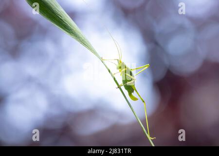 Gros plan pf un buisson-cricket tacheté, Leptophyes punctatissima Banque D'Images