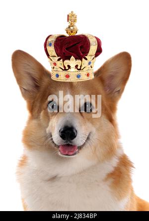 Chien Corgi portant une couronne pour la célébration du jubilé royal sur fond blanc Banque D'Images