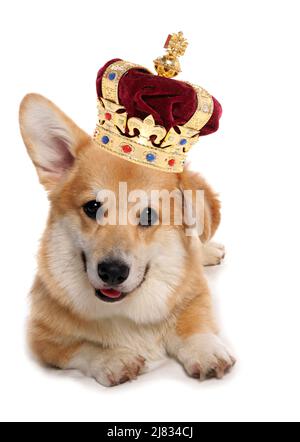 Chien Corgi portant une couronne pour la célébration du jubilé royal sur fond blanc Banque D'Images