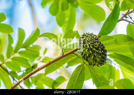 Gros plan de soursop, guanabana, graviola fruits exotiques accrochés à l'arbre et couverts de fourmis. Banque D'Images