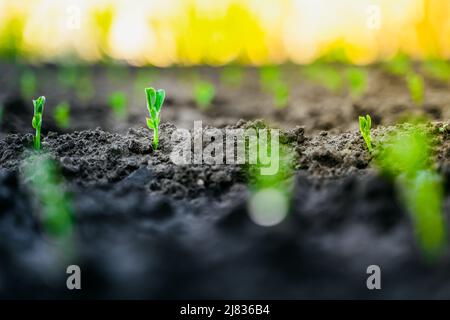 Jeunes pousses de pois dans le jardin en gros plan. Les germes croissants de pois verts au lever du soleil en gros plan Banque D'Images