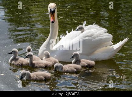 Londres, Royaume-Uni, le 12 mai 2022. Un swaïen transporte l'un de ses huit cygnets de semaine dans le dos pour profiter du temps chaud à Hampstead Heath Pond, dans le nord de Londres, au Royaume-Uni, le 12 mai 2022. Crédit : Rob Taggart/Alay News Live Banque D'Images