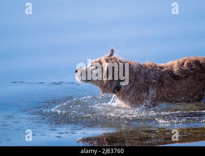 Golden Retriever dans la mer Banque D'Images