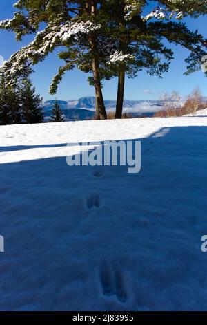 Pistes animales d'une martre de hêtre sur une montagne bordant l'Autriche et la Slovénie, avec un paysage de montagne et des pins en arrière-plan. Banque D'Images