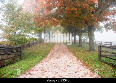 Route de campagne étroite bordée d'arbres enveloppée de brouillard lors d'une matinée d'automne froide. Couleurs d'automne. Banque D'Images