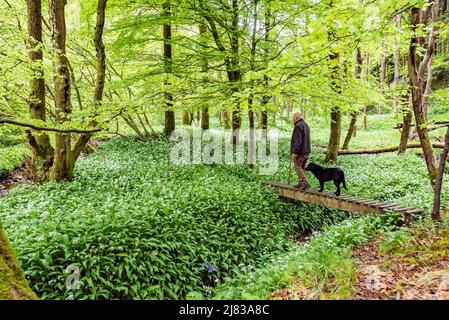 Clitheroe, Lancashire, Royaume-Uni. 12th mai 2022. Wild garlick en pleine floraison dans les bois dans la forêt de Bowland près de Clitheroe, Lancashire, Royaume-Uni crédit: John Eveson/Alamy Live News Banque D'Images