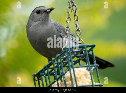 Oiseau gris sur un mangeoire à suet Banque D'Images