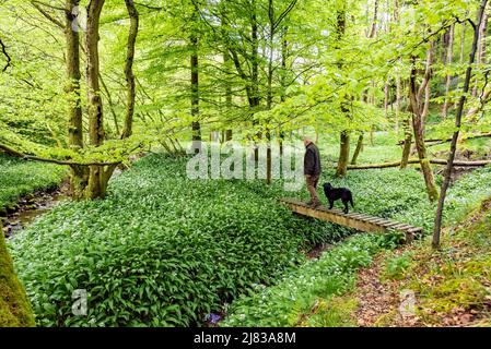 Clitheroe, Lancashire, Royaume-Uni. 12th mai 2022. Wild garlick en pleine floraison dans les bois dans la forêt de Bowland près de Clitheroe, Lancashire, Royaume-Uni crédit: John Eveson/Alamy Live News Banque D'Images