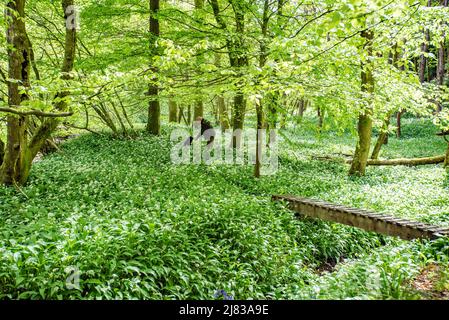 Clitheroe, Lancashire, Royaume-Uni. 12th mai 2022. Wild garlick en pleine floraison dans les bois dans la forêt de Bowland près de Clitheroe, Lancashire, Royaume-Uni crédit: John Eveson/Alamy Live News Banque D'Images