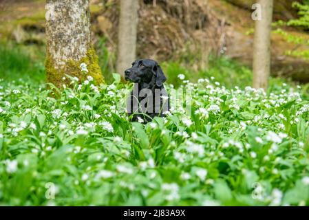 Clitheroe, Lancashire, Royaume-Uni. 12th mai 2022. Chien d'arme à feu Labrador de six ans Jess parmi le garlick sauvage entrant en pleine floraison dans la forêt de Bowland près de Clitheroe, Lancashire, Royaume-Uni crédit: John Eveson/Alamy Live News Banque D'Images