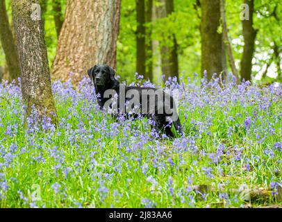 Clitheroe, Lancashire, Royaume-Uni. 12th mai 2022. Chien d'arme à feu Labrador de six ans Jess parmi les cloches qui viennent en pleine floraison dans les bois de la forêt de Bowland près de Clitheroe, Lancashire, Royaume-Uni crédit: John Eveson/Alamy Live News Banque D'Images