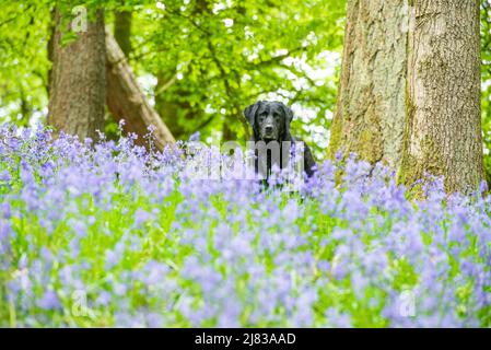 Clitheroe, Lancashire, Royaume-Uni. 12th mai 2022. Chien d'arme à feu Labrador de six ans Jess parmi les cloches qui viennent en pleine floraison dans les bois de la forêt de Bowland près de Clitheroe, Lancashire, Royaume-Uni crédit: John Eveson/Alamy Live News Banque D'Images