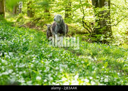 Clitheroe, Lancashire, Royaume-Uni. 12th mai 2022. Une brebis et un agneau de Herdwick dans les bois de la forêt de Bowland près de Clitheroe, Lancashire, Royaume-Uni crédit: John Eveson/Alamy Live News Banque D'Images