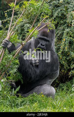 Gorille des basses terres de l'Ouest (Gorilla gorilla gorilla) mâle argentée mangeant des feuilles Banque D'Images