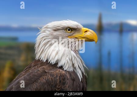 Aigle à tête blanche (Haliaeetus leucocephalus) femelle, oiseau de proie originaire d'Amérique du Nord Banque D'Images