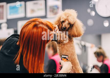 Coupe de cheveux Poodle. Le maître effectue du travail dans le salon de coiffure. Banque D'Images