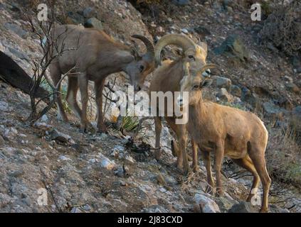 Les mouflons de la Sierra Nevada fourraillent le désert en hiver au monument national Sand to Snow, près de Palm Springs, en Californie. Banque D'Images