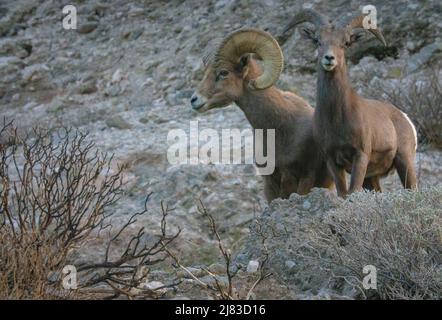 Une paire de mouflons fourraillent le désert en hiver au monument national Sand to Snow, près de Palm Springs, en Californie. Banque D'Images