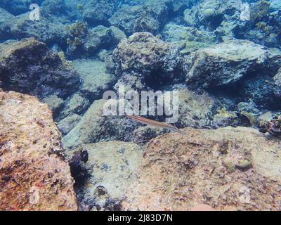 Aulostomus maculatus, le poisson-fond aussi connu sous le nom de poisson-fond de l'Atlantique Ouest, est un poisson à long corps avec une bouche retournée Banque D'Images