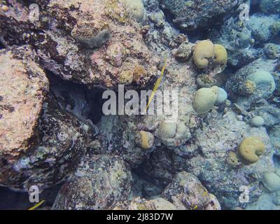 Aulostomus maculatus, le poisson-fond aussi connu sous le nom de poisson-fond de l'Atlantique Ouest, est un poisson à long corps avec une bouche retournée Banque D'Images