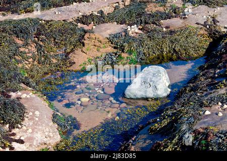 Gros plan d'un rockpool entouré d'algues, principalement d'un râtelier à œufs ou à nœuds (ascophyllum nodosum) et d'un râtelier en spirale ou torsadé (fucus spiralis). Banque D'Images