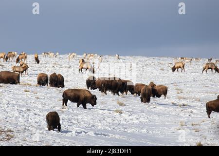 Le bison des plaines, le wapiti et le pronghorn fourraillent côte à côte dans la neige accumulée à la fin de l'hiver à la réserve nationale d'élans le 17 février 2022 à Jackson Hole, Wyoming. Banque D'Images