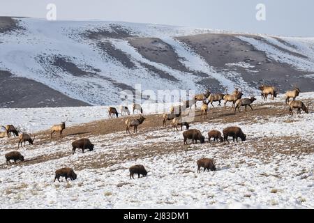 Le bison des plaines, le wapiti et le pronghorn fourraillent côte à côte dans la neige accumulée à la fin de l'hiver à la réserve nationale d'élans le 17 février 2022 à Jackson Hole, Wyoming. Banque D'Images
