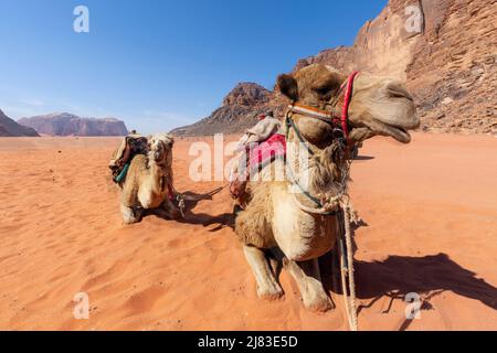 Deux chameaux dromadaires reposant sur le sable. Sur fond bleu ciel Banque D'Images