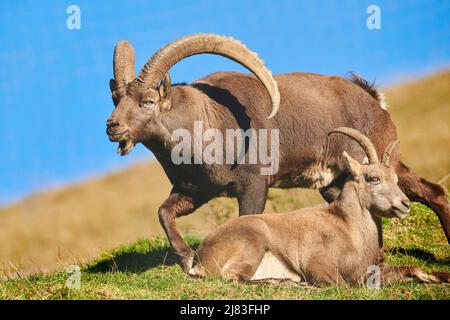 Alpine ibex (Capra ibex) mâle et femelle dans le parc animalier Aurach près de Kitzbuehl, Autriche Banque D'Images