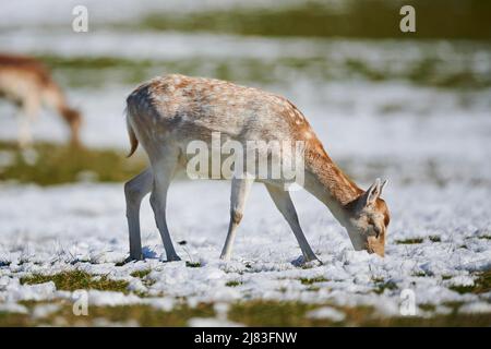 Cerf de Virginie (Dama dama) femelle dans les alpes, Parc animalier Aurach, Kitzbuehl, Autriche Banque D'Images